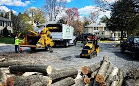 Best Storm Damage Tree Cleanup  in USA